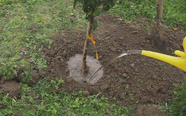 การปลูกต้นแอปเปิ้ล