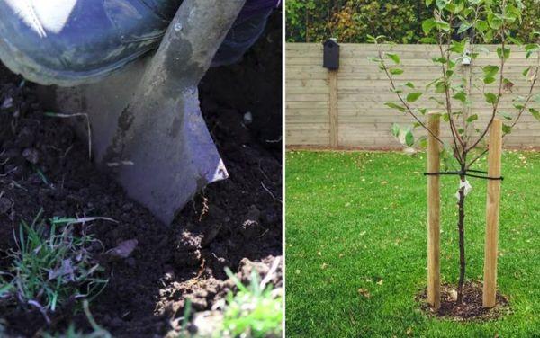 กฎการลงจอด