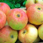 พันธุ์โคโรโบฟกา