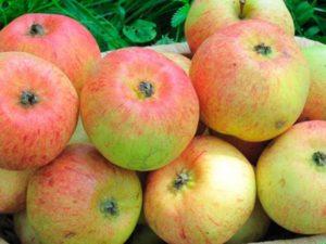 คำอธิบายและรายละเอียดปลีกย่อยของการปลูกต้นแอปเปิลพันธุ์โคโรโบฟกา