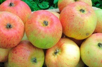 พันธุ์โคโรโบฟกา