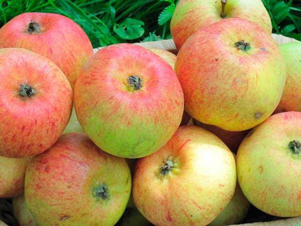 พันธุ์โคโรโบฟกา