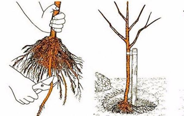 การปลูกต้นกล้า