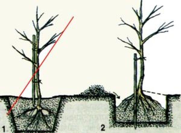 การปลูกต้นกล้า