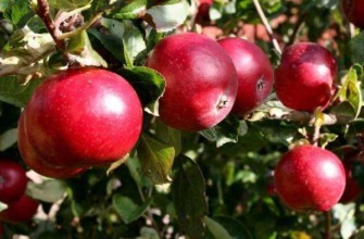 แอปเปิ้ลสีแดง