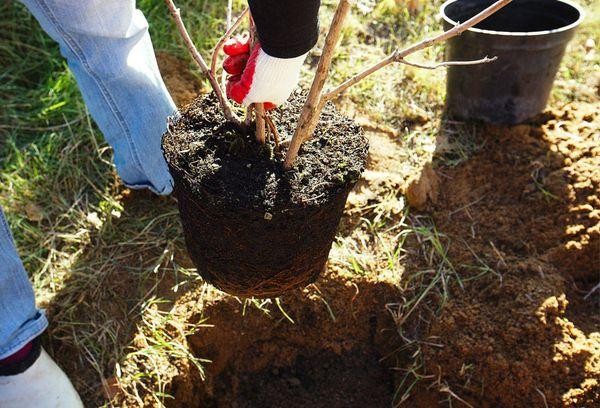 การปลูกต้นแอปเปิ้ล