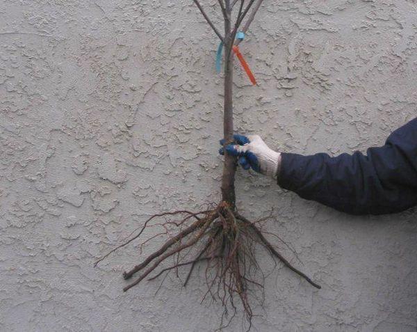 ต้นกล้าแอปเปิ้ล