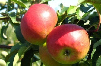 กิ่งที่มีแอปเปิ้ล