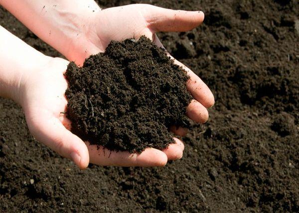 ดินในมือ