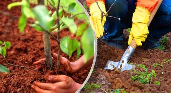 Description et caractéristiques de culture de la variété de pommier Legend