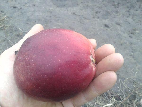 โมดี แอปเปิล