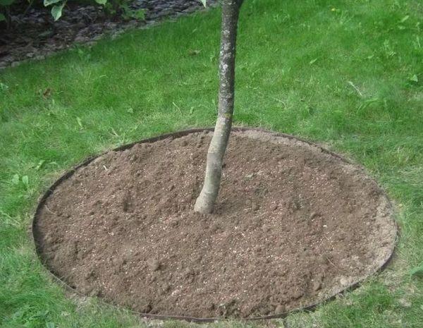 การดูแลรักษาวงรอบลำต้นไม้