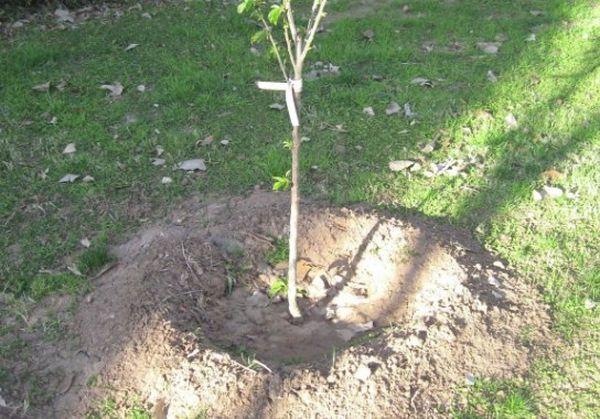 ต้นกล้าเล็ก