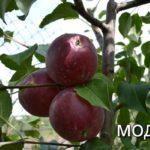 วาไรตี้ โมดี