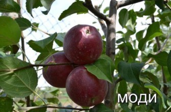 วาไรตี้ โมดี