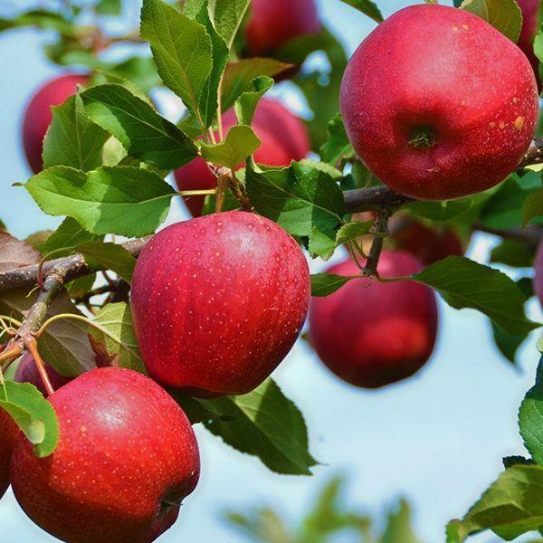 โมดีกำลังออกผล