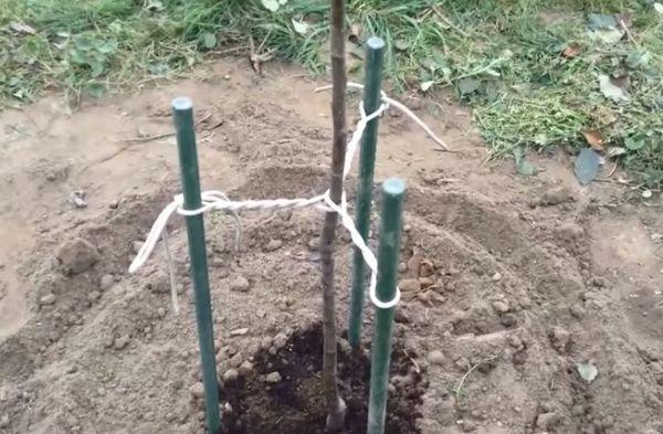 Desserrage et paillage