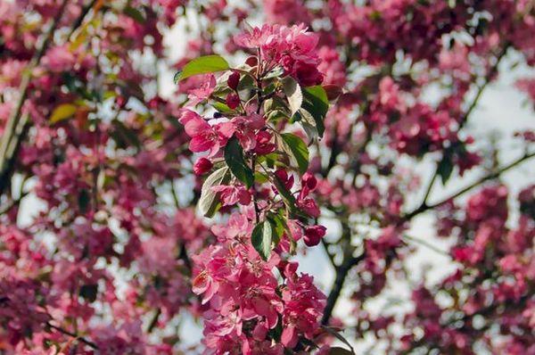 Plante ornementale à feuilles rouges
