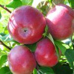 แอปเปิ้ลสุก