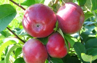 แอปเปิ้ลสุก