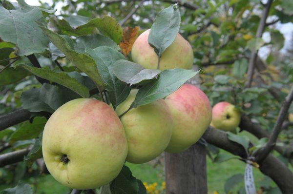 branches avec des pommes