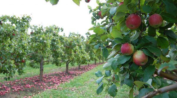 Couronne et branches