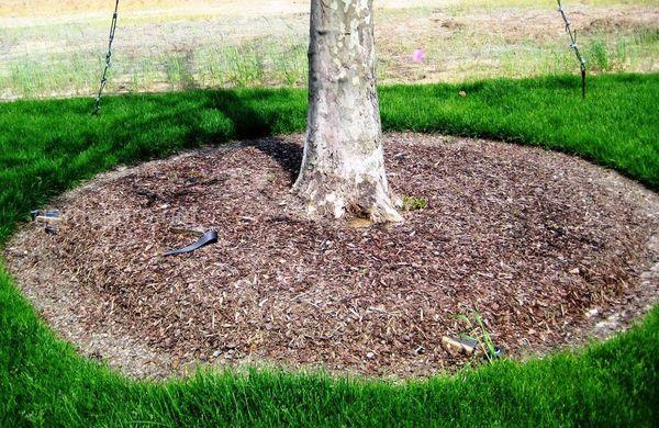 Espace du tronc d'arbre