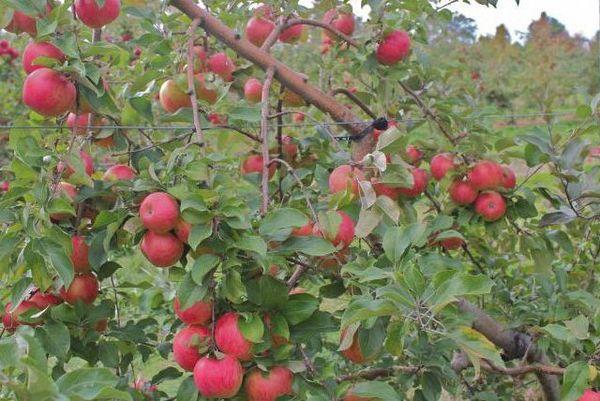 การออกผลของต้นไม้