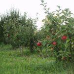 พันธุ์ผสมที่เติบโตต่ำ