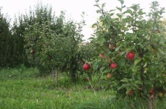 พันธุ์ผสมที่เติบโตต่ำ