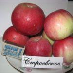 พันธุ์ Stroevskoe