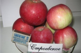 พันธุ์ Stroevskoe