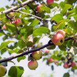 พันธุ์อูราเล็ตส์