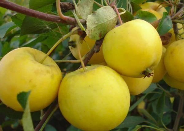 อูราล บัลค์