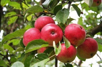 พันธุ์ทหารผ่านศึก