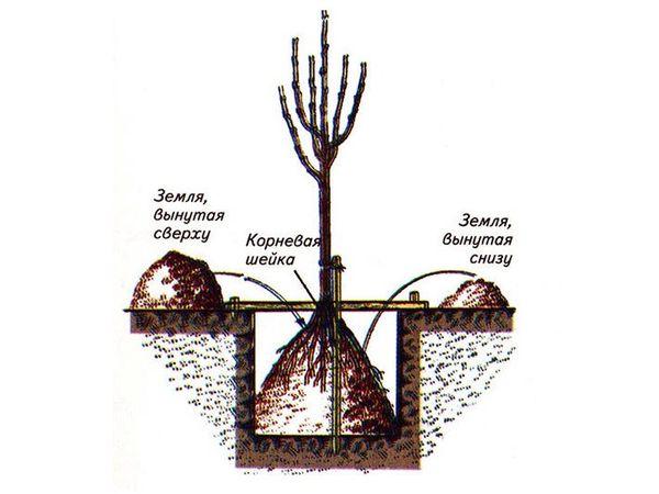 แผนการลงจอด