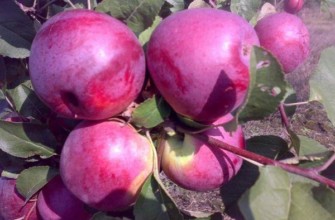 แอปเปิ้ลสุก