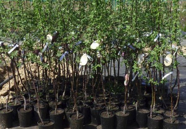 ต้นกล้าอ่อน