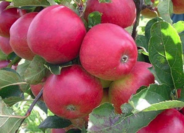 การปกป้องต้นไม้