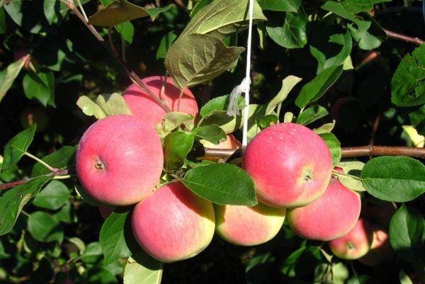 การออกผลของต้นไม้