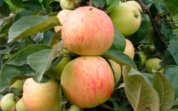 ผลแห่งการเฉลิมฉลอง