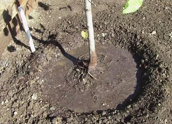 คำอธิบายพันธุ์แอปเปิ้ล Uralets และกฎเกณฑ์การปลูกต้นไม้มาตรฐาน