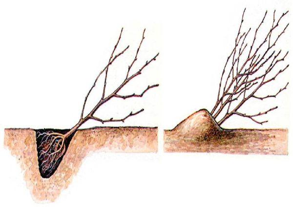 คำอธิบายพันธุ์แอปเปิ้ล Uralets และกฎเกณฑ์การปลูกต้นไม้มาตรฐาน