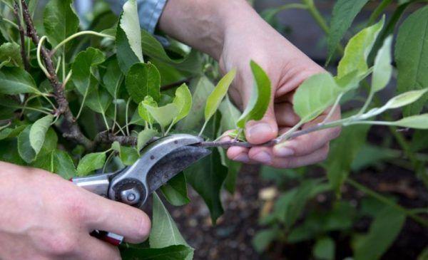 nous formons la couronne