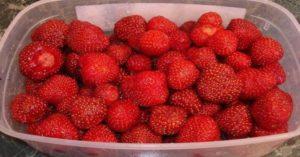 6 วิธีถนอมสตรอเบอร์รี่ไว้กินหน้าหนาวโดยไม่ต้องปรุง