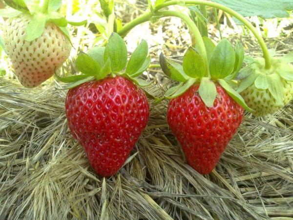 พันธุ์หยู่หยาน