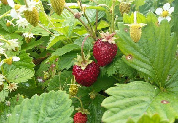 การดูแลสตรอเบอร์รี่