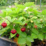 ต้นสตรอเบอร์รี่