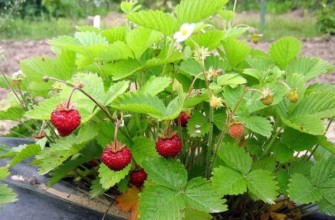 ต้นสตรอเบอร์รี่