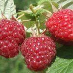 ราสเบอร์รี่บาลซัม